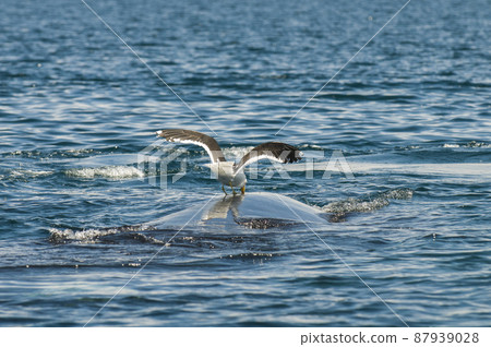 Whale and gull in Peninsula Valdes,, Patagonia, Argentina Whale and gull in Peninsula Valdes,, Patagonia, Argentina 87939028
