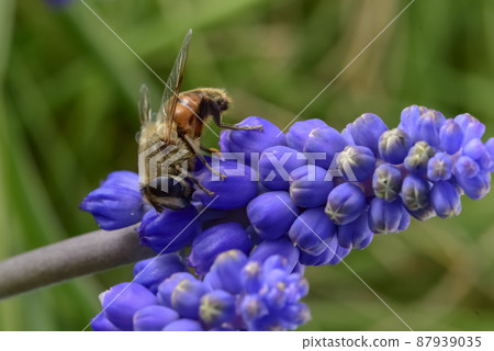 Bee on flowers in spring 87939035