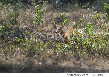 Marsh deer, pantanal Brazil Marsh deer, pantanal Brazil 87939038
