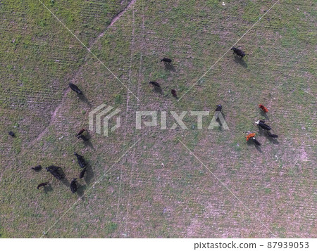 Cows aerial view, Buenos Aires,Argentina Cows aerial view, Buenos Aires,Argentina 87939053