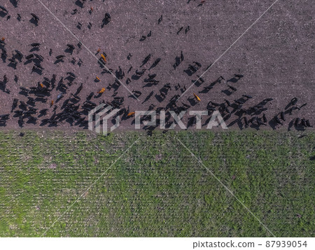 Cows aerial view, Buenos Aires,Argentina 87939054