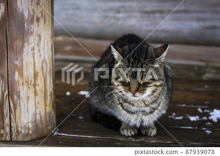Wild multicolor tabby cat. A homeless cat sits on a wooden bench against the background of an old log wooden house. Rural landscapes, rural winter photos. 87939078
