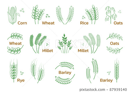 Cereal and grain. Rice wheat barley rye icons, bakery and organic products logo. Vector set illustration design bran farming 87939140