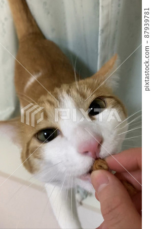 Snack time (cat) Snack time (cat) 87939781