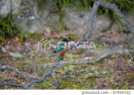 Kingfisher Kingfisher 87940582