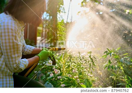 Woman watering flowerbeds with a hose in garden Woman watering flowerbeds with a hose in garden 87940762