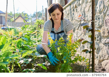 Gardening, flower beds, female gardener working with plants in garden Gardening, flower beds, female gardener working with plants in garden 87940764