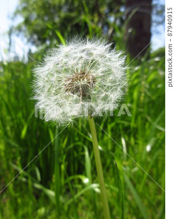 蒲公英種子（絨毛） 87940915