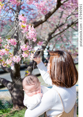 觀賞全家福櫻花 87940991