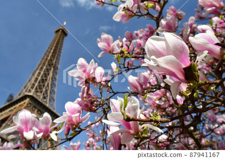 Eiffel Tower and magnolia flowers in Paris, France. Taken on March 14, 2022. 87941167