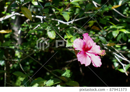 Kagoshima hibiscus Kagoshima hibiscus 87941373