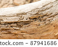fragment of a tree close up with holes eaten by termites 87941686