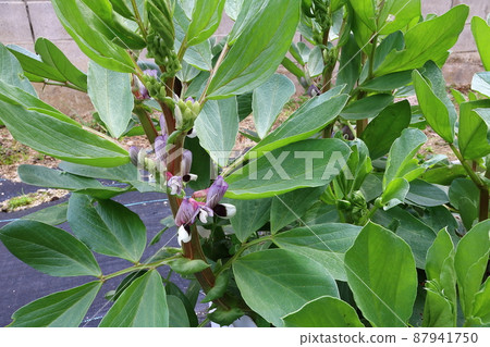 Broad bean flowers 87941750