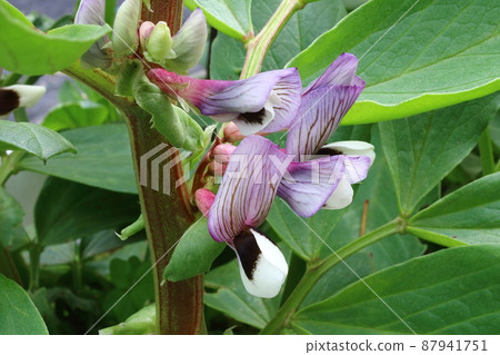 Broad bean flowers Broad bean flowers 87941751
