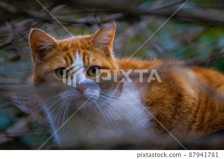Beautiful Orange red and white Cat with tiger pattern in a Tree hiding behind the branches, hunting Beautiful Orange red and white Cat with tiger pattern in a Tree hiding behind the branches, hunting 87941781