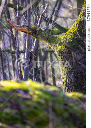 Rays of sunshine break through a wet, moss covered forest in Rijkevorsel, Antwerp, Belgium Rays of sunshine break through a wet, moss covered forest in Rijkevorsel, Antwerp, Belgium 87941784