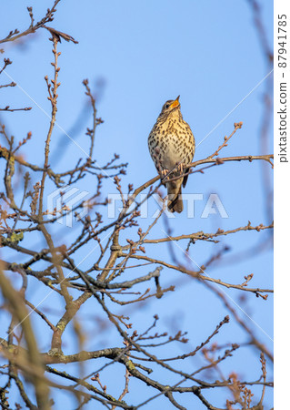 Mistle thrush, Turdus viscivorus, single bird by water, Rijkevorsel, Belgium, March 2022 87941785