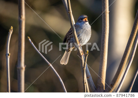 Short-toed Treecreeper, Certhia brachydactyla, on a branch of a shrubbery in Rijkevorsel, Antwerp 87941786