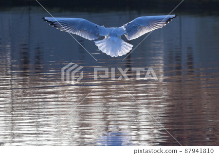 Feeding seagull flying seagull over water with sun in his feathers and reflection on the surface Feeding seagull flying seagull over water with sun in his feathers and reflection on the surface 87941810