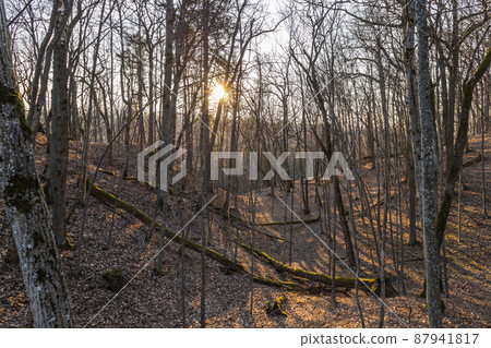 Soft sunlight in the forest in early springtime 87941817