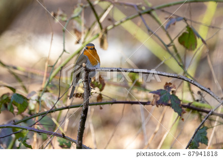 European red robin, erithacus rubecula, perching on a branch 87941818