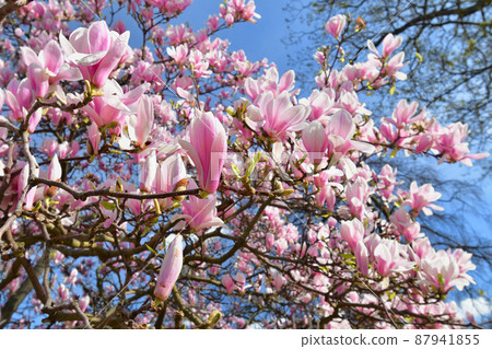 Magnolia flowers blooming in Champ de Mars Park, Paris, France. Taken on March 14, 2022. 87941855