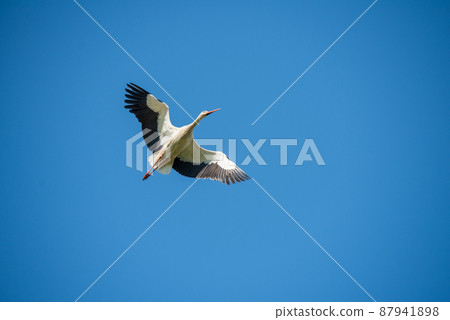 White stork in flight against a blue sky White stork in flight against a blue sky 87941898