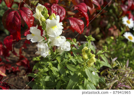 White snapdragon White snapdragon 87941965