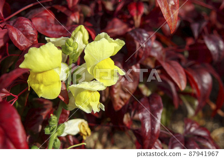 Yellow goldfish grass Yellow goldfish grass 87941967