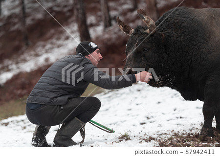 Fighter Bull whispers, A man who training a bull on a snowy winter day in a forest meadow and preparing him for a fight in the arena. Bullfighting concept.  87942411