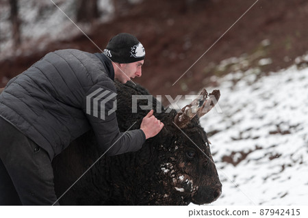 Fighter Bull whispers, A man who training a bull on a snowy winter day in a forest meadow and preparing him for a fight in the arena. Bullfighting concept. Fighter Bull whispers, A man who training a bull on a snowy winter day in a forest meadow and preparing him for a fight in the arena. Bullfighting concept. 87942415
