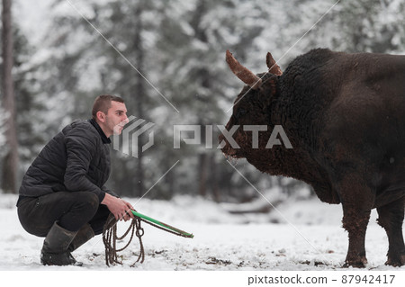 Fighter Bull whispers, A man who training a bull on a snowy winter day in a forest meadow and preparing him for a fight in the arena. Bullfighting concept.  87942417