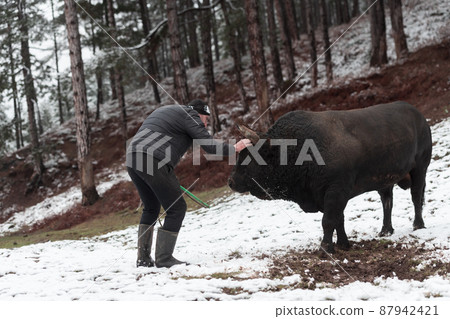 Fighter Bull whispers, A man who training a bull on a snowy winter day in a forest meadow and preparing him for a fight in the arena. Bullfighting concept.  87942421