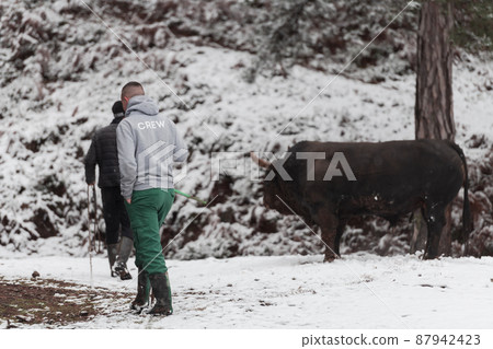 Fighter Bull whispers, A man who training a bull on a snowy winter day in a forest meadow and preparing him for a fight in the arena. Bullfighting concept. Fighter Bull whispers, A man who training a bull on a snowy winter day in a forest meadow and preparing him for a fight in the arena. Bullfighting concept. 87942423