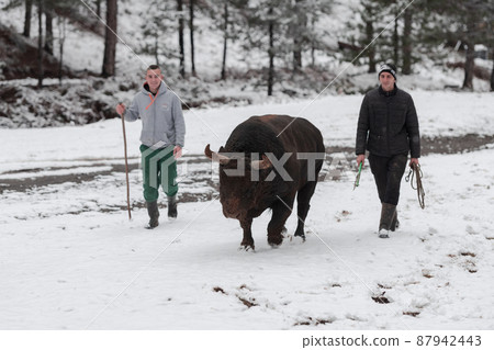 Fighter Bull whispers, A man who training a bull on a snowy winter day in a forest meadow and preparing him for a fight in the arena. Bullfighting concept. Fighter Bull whispers, A man who training a bull on a snowy winter day in a forest meadow and preparing him for a fight in the arena. Bullfighting concept. 87942443