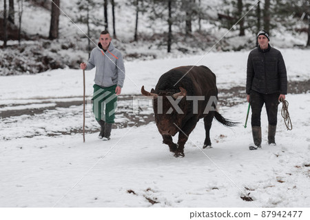 Fighter Bull whispers, A man who training a bull on a snowy winter day in a forest meadow and preparing him for a fight in the arena. Bullfighting concept. 87942477