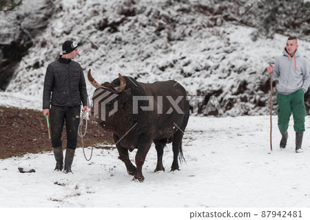 Fighter Bull whispers, A man who training a bull on a snowy winter day in a forest meadow and preparing him for a fight in the arena. Bullfighting concept. 87942481