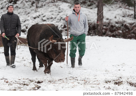 Fighter Bull whispers, A man who training a bull on a snowy winter day in a forest meadow and preparing him for a fight in the arena. Bullfighting concept. Fighter Bull whispers, A man who training a bull on a snowy winter day in a forest meadow and preparing him for a fight in the arena. Bullfighting concept. 87942498