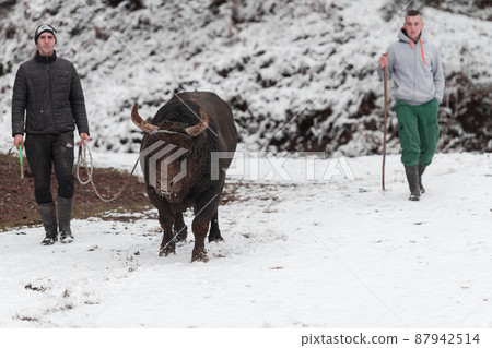 Fighter Bull whispers, A man who training a bull on a snowy winter day in a forest meadow and preparing him for a fight in the arena. Bullfighting concept. 87942514