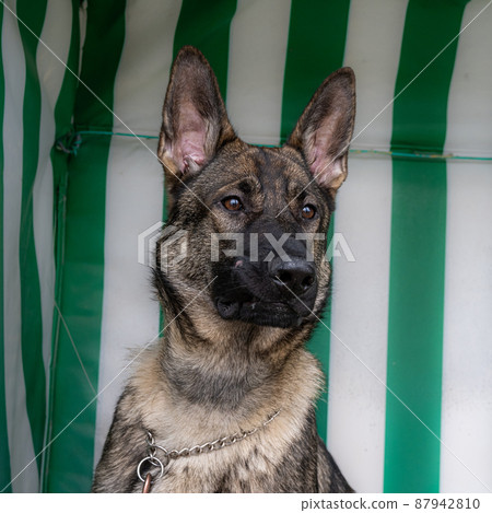 A portrait of a young German Shepherd. Striped pattern in the background A portrait of a young German Shepherd. Striped pattern in the background 87942810