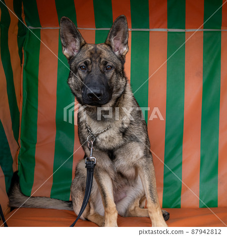 A portrait of a young German Shepherd. Striped pattern in the background A portrait of a young German Shepherd. Striped pattern in the background 87942812