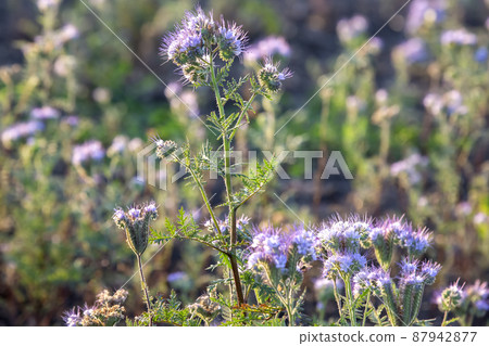 Colorful wildflowers in backlit evening sunlight. The nature of floral botany 87942877