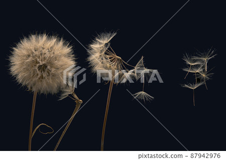 Dandelion seeds flying next to a flower on a dark background 87942976