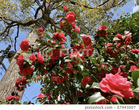 Red camellia [Okazaki Park / Okazaki City, Aichi Prefecture] 87943007