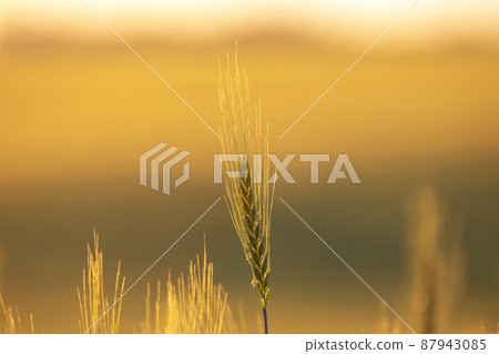 spikelets of wheat on the field close-up in sunbeams. agriculture and agroindustry 87943085