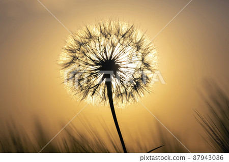 Silhouette of a dandelion flower in the backlight with drops of morning dew. 87943086