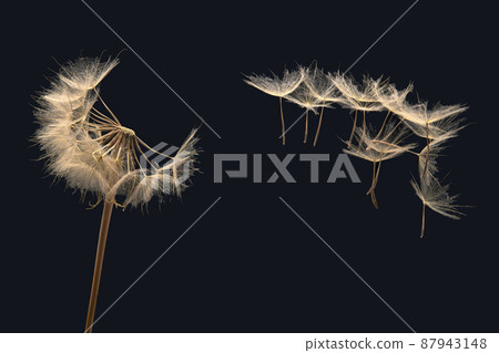 dandelion seeds fly from a flower on a dark background. botany and bloom growth propagation 87943148