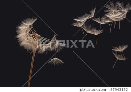 dandelion seeds fly from a flower on a dark background. botany and bloom growth propagation. dandelion seeds fly from a flower on a dark background. botany and bloom growth propagation. 87943152