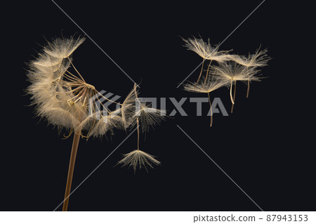 dandelion seeds fly from a flower on a dark background. botany and bloom growth propagation dandelion seeds fly from a flower on a dark background. botany and bloom growth propagation 87943153