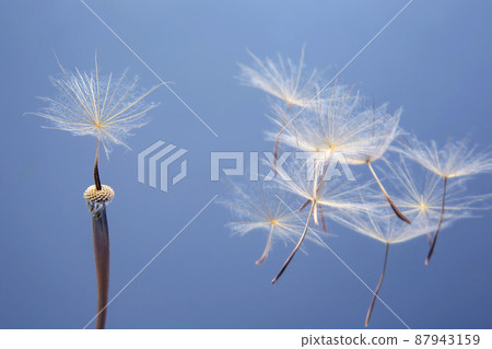 Dandelion seeds flying next to a flower on a blue background. botany and the nature of flowers Dandelion seeds flying next to a flower on a blue background. botany and the nature of flowers 87943159
